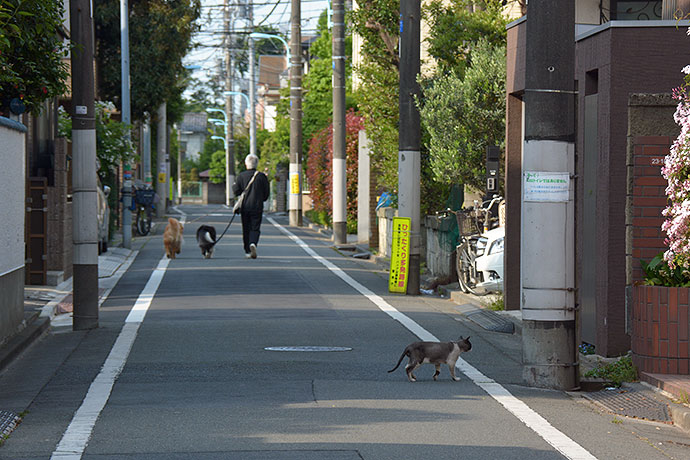 街のねこたち