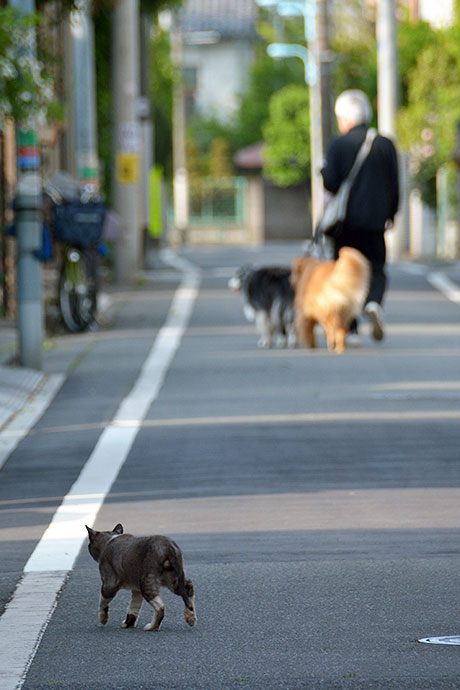 街のねこたち