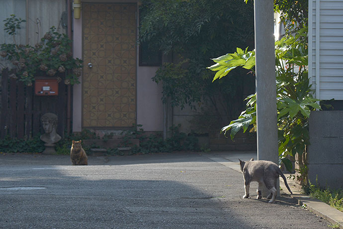 街のねこたち