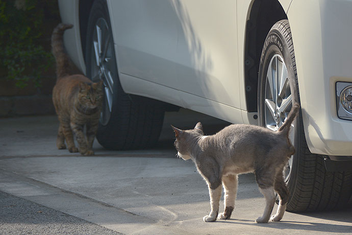 街のねこたち