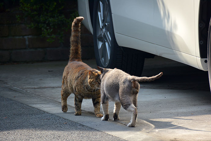 街のねこたち