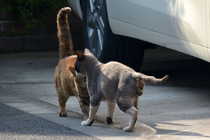 街のねこたち