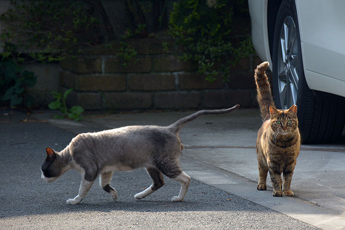 街のねこたち