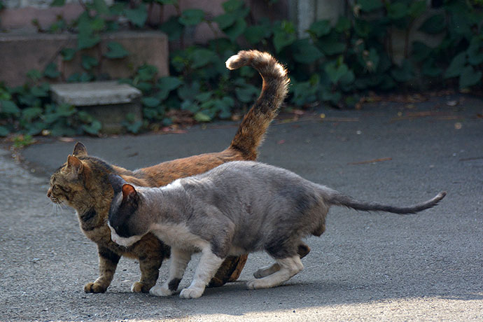 街のねこたち