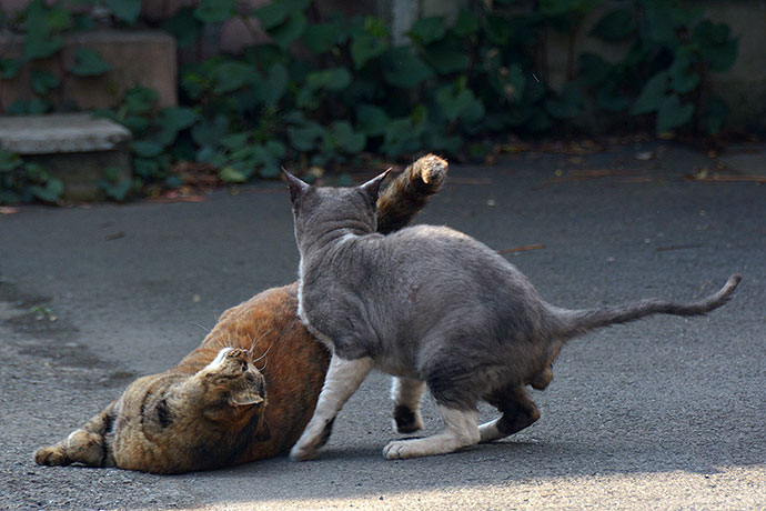 街のねこたち