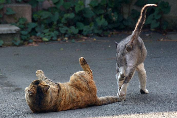 街のねこたち