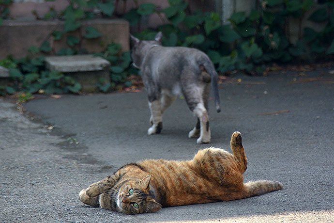 街のねこたち