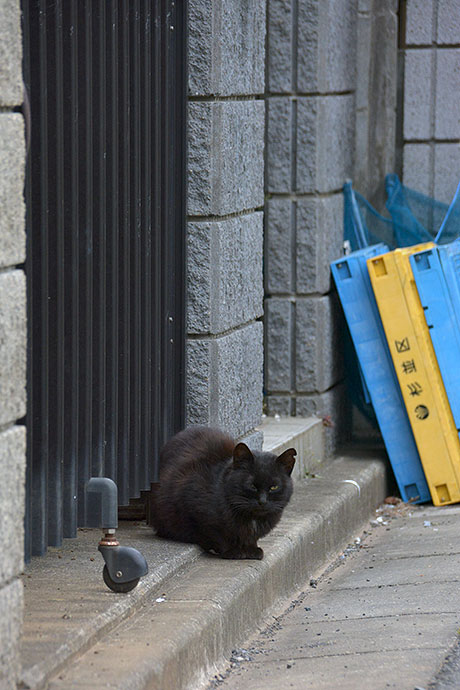 街のねこたち