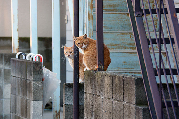 街のねこたち