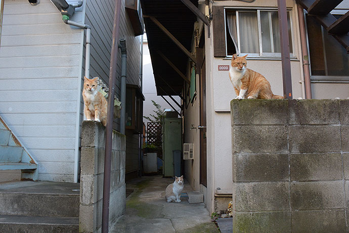 街のねこたち