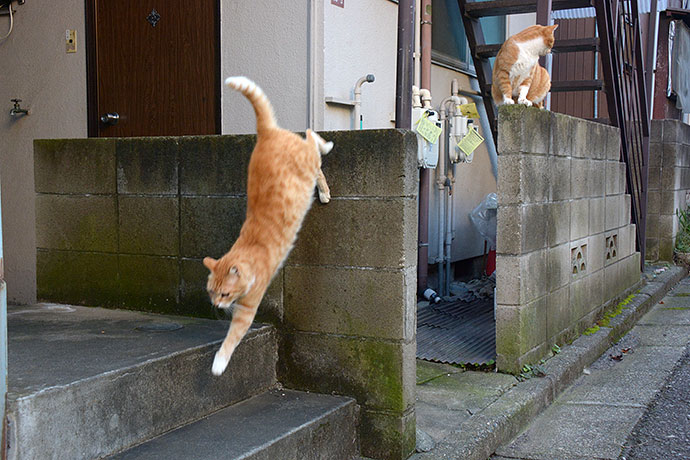 街のねこたち