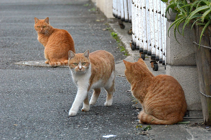 街のねこたち