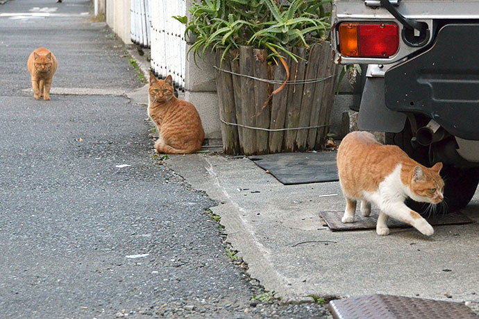 街のねこたち