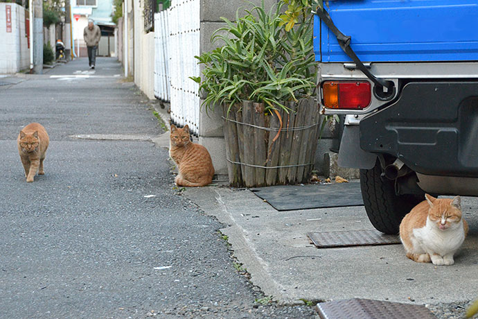 街のねこたち