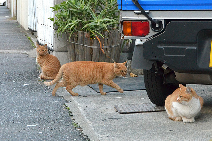 街のねこたち