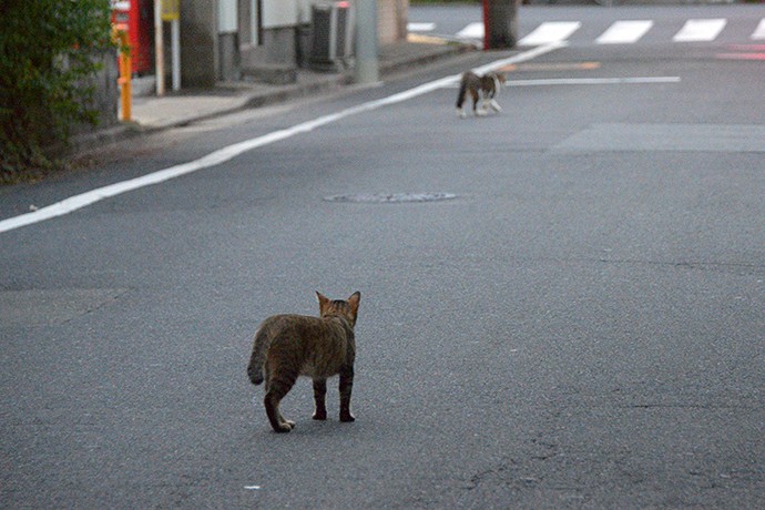 街のねこたち