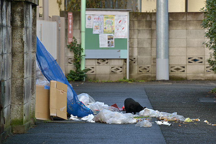 街のねこたち