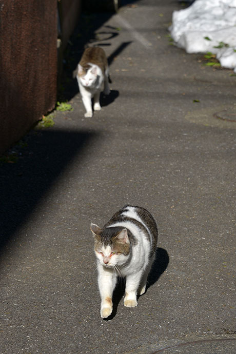 街のねこたち