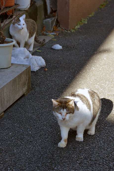 街のねこたち