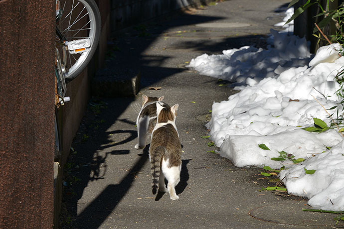 街のねこたち