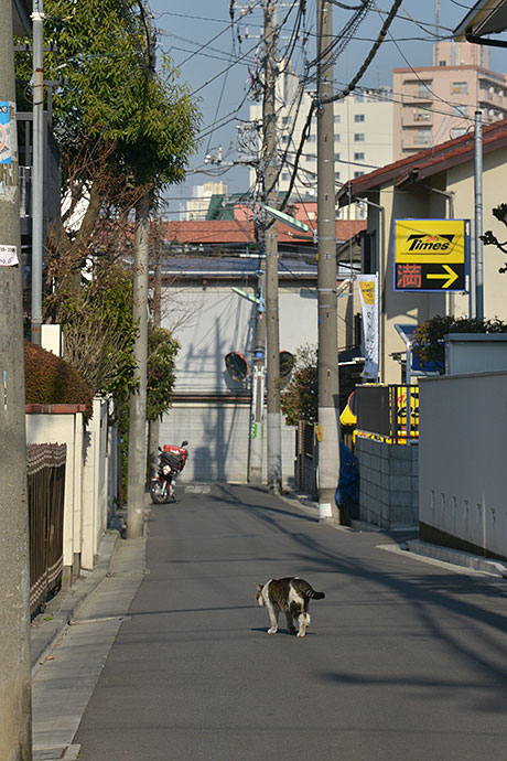街のねこたち