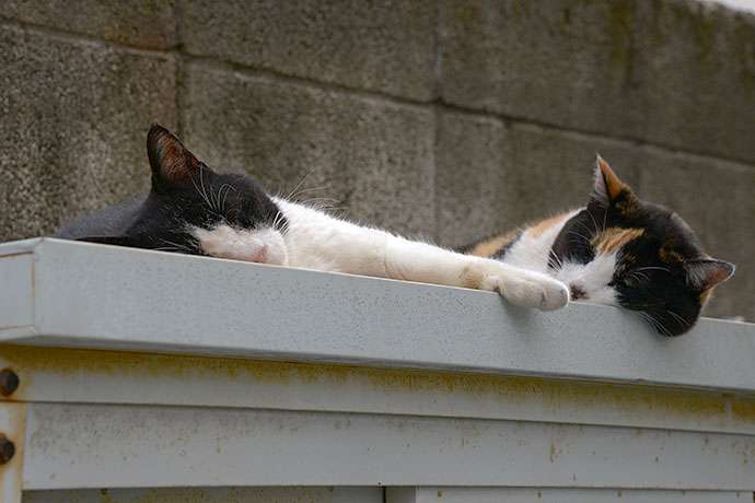 街のねこたち