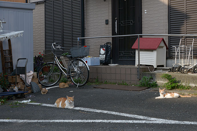 街のねこたち