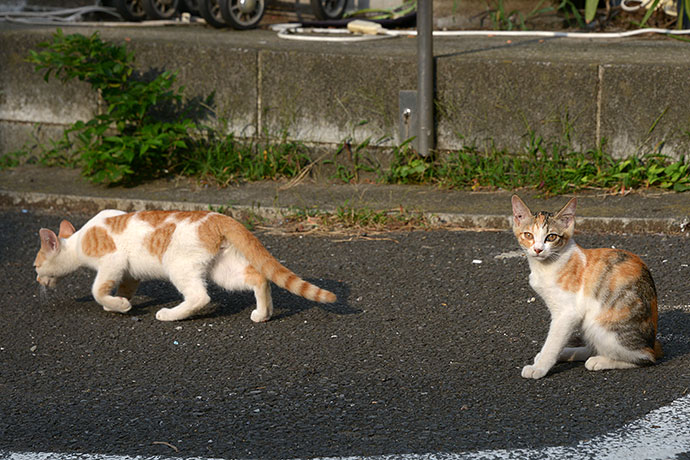 街のねこたち