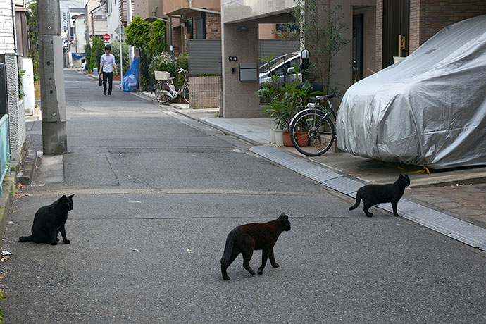 街のねこたち