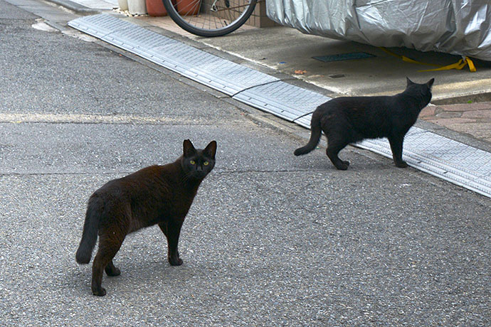 街のねこたち