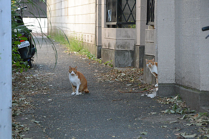 街のねこたち
