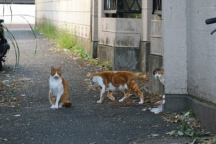 街のねこたち