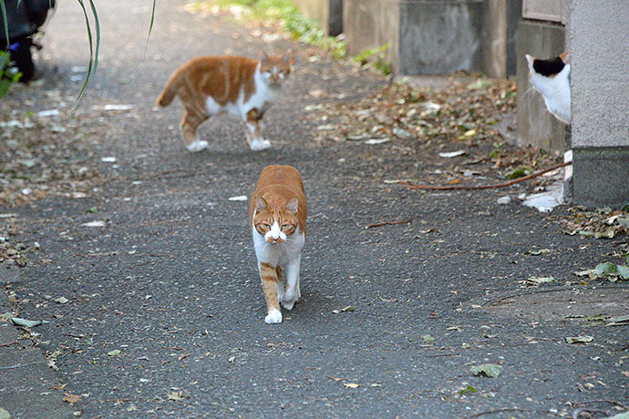 街のねこたち