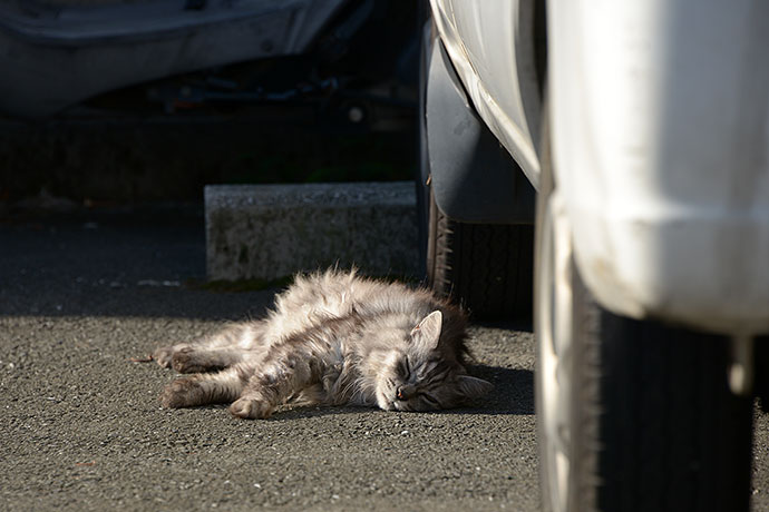 街のねこたち