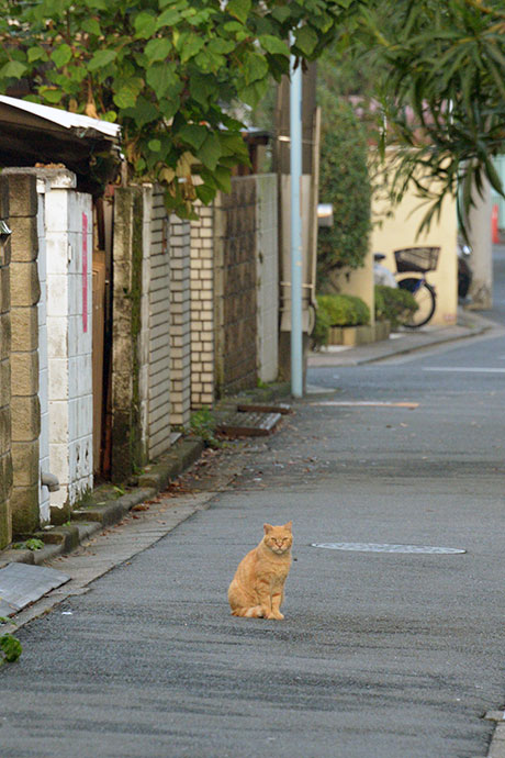 街のねこたち