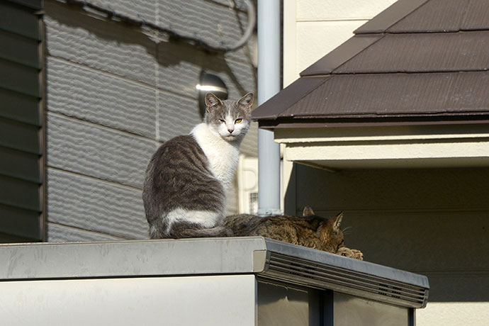 街のねこたち