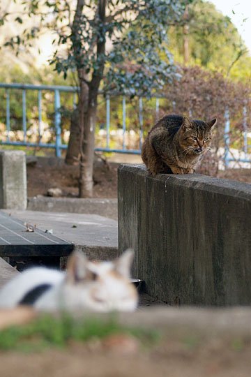 街のねこたち