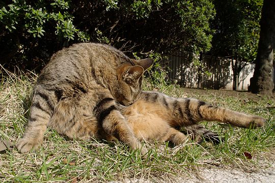 街のねこたち