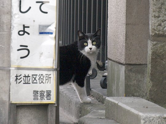 街のねこたち