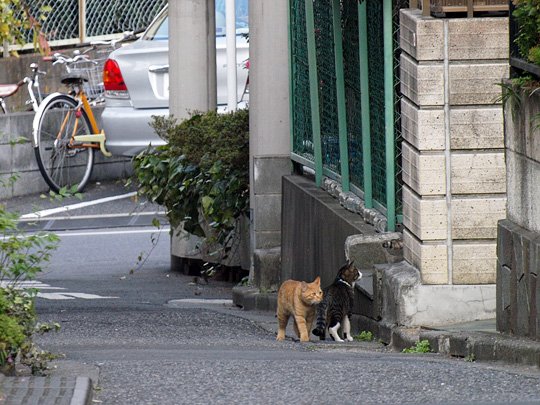 街のねこたち