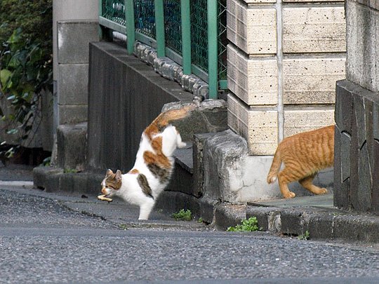 街のねこたち