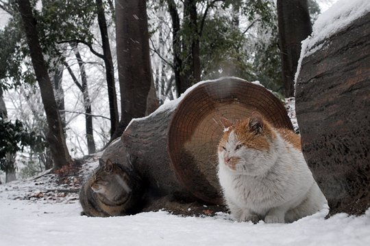 街のねこたち