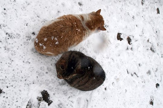 街のねこたち