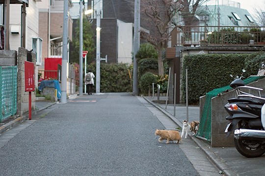 街のねこたち