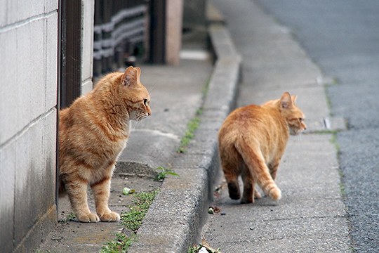 街のねこたち