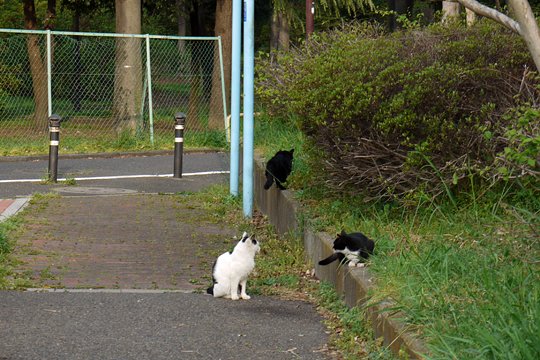 街のねこたち