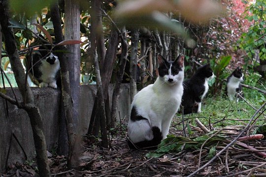 街のねこたち