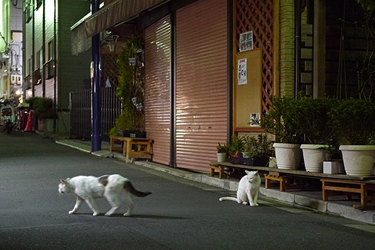 街のねこたち