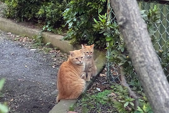 街のねこたち