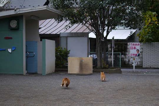 街のねこたち